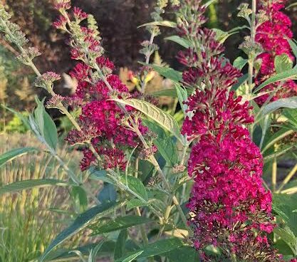 Buddleja davidii,davidi budleia,`Funky Fuchsia`, Erle Helü.jpg