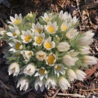 Pulsatilla vulgaris karukell, Erle Helü