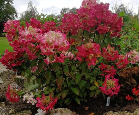 Hydrangea paniculata `Diamant Rouge` aedhortensia(1) Annely Paas