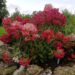 Hydrangea paniculata `Diamant Rouge` aedhortensia(1) Annely Paas