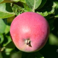 1308_10926_Malus_ounapuu.jpg