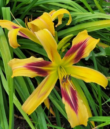 Hemerocallis FREE WHEELIN päevaliilia Aide Vendla