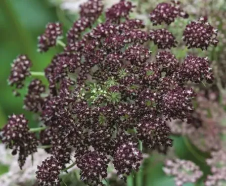 Daucus carota Dara porgand Bloomest