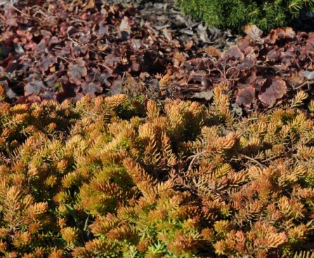 Sedum hybridum `Winter Lemon`