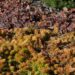 Sedum hybridum `Winter Lemon`