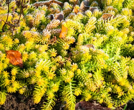 1355_4219_Sedum_Winter_Lemon.jpg