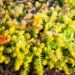 1355_4219_Sedum_Winter_Lemon.jpg