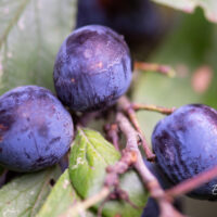 Prunus insititia kreegipuu