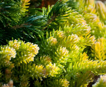 1355_4220_Sedum_Winter_Lemon1.jpg