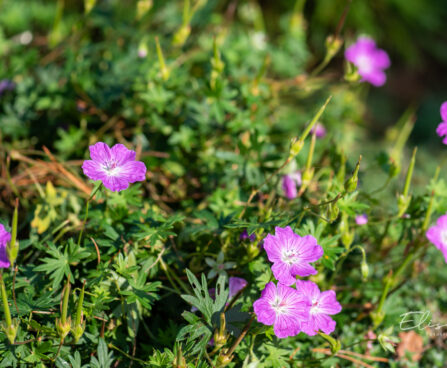 Geranium sanguineum `Compacta` verev kurereha