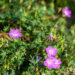 Geranium sanguineum `Compacta` verev kurereha