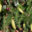 Picea abies `Acrocona` harilik kuusk (2)
