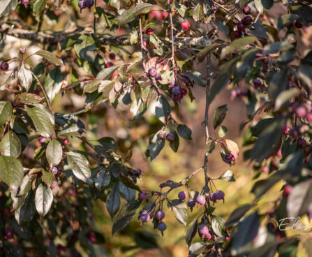 Malus `Royalty` õunapuu (1)