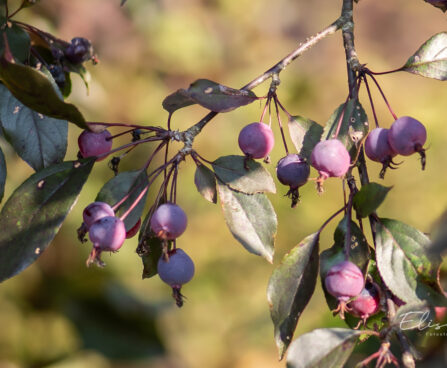 Malus `Royalty` õunapuu (2)