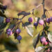 Malus `Royalty` õunapuu (2)