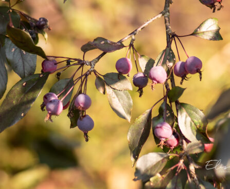 Malus `Royalty` õunapuu (3)