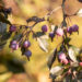 Malus `Royalty` õunapuu (3)