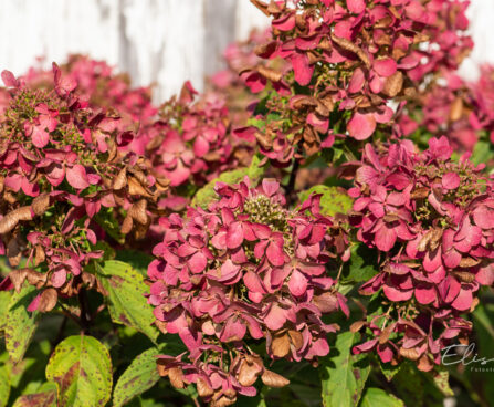 Hydrangea paniculata `Diamant Rouge` aed-hortensia (2)