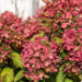 Hydrangea paniculata `Diamant Rouge` aed-hortensia (2)