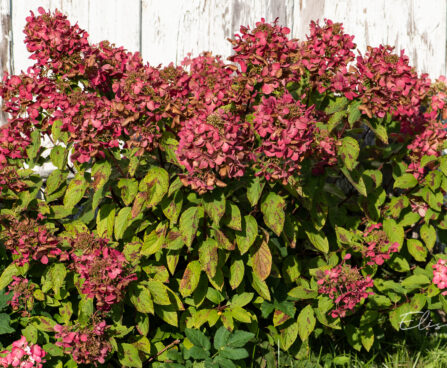 Hydrangea paniculata `Diamant Rouge` aed-hortensia (3)