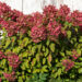 Hydrangea paniculata `Diamant Rouge` aed-hortensia (3)