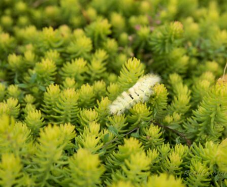 1355_6404_Sedum_Winter_Lemon.jpg