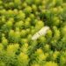 1355_6404_Sedum_Winter_Lemon.jpg