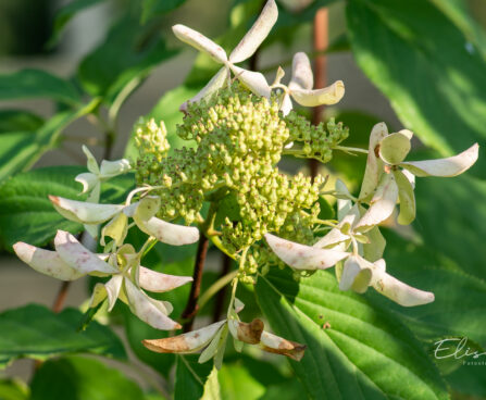 Hydrangea paniculata `Great Star` aed-hortensia