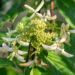 Hydrangea paniculata `Great Star` aed-hortensia