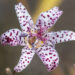 Tricyrtis `Blue Wonder` kõreliilia (1)