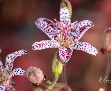 Tricyrtis `Blue Wonder` kõreliilia (2)