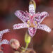 Tricyrtis `Blue Wonder` kõreliilia (2)