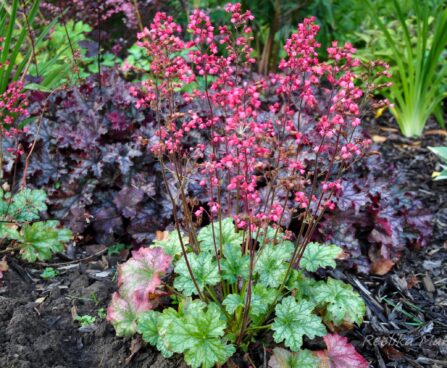 1361_4323_Heuchera_Paris.jpg