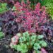 1361_4323_Heuchera_Paris.jpg