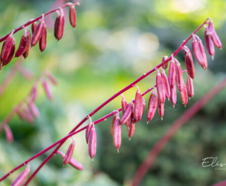 Hosta `Cherry Berry` (1)