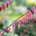 Hosta `Cherry Berry` (1)