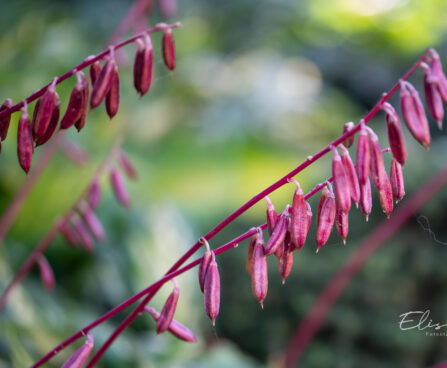 Hosta `Cherry Berry` (2)