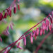 Hosta `Cherry Berry` (2)