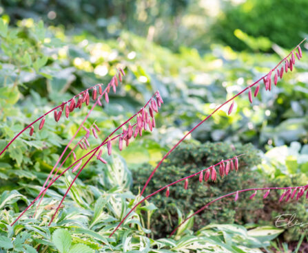 Hosta `Cherry Berry` (3)
