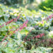 Hosta `Cherry Berry` (3)
