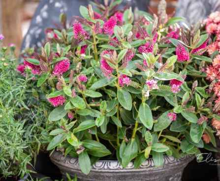 Hebe, Veronica x andersonii puismailane (1)