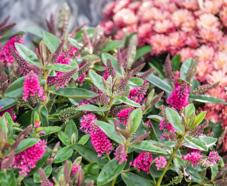 Hebe, Veronica x andersonii puismailane (2)