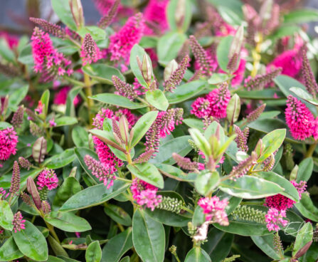 Hebe, Veronica x andersonii puismailane (3)