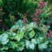 1361_4557_Heuchera_Paris_.jpg