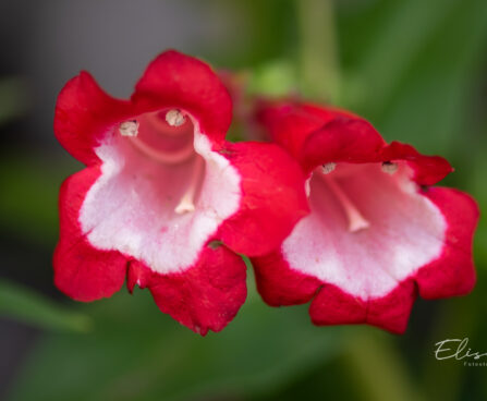 Penstemon peekerlill