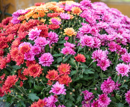 Chrysanthemum krüsanteem `Karneval` (2)