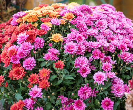 Chrysanthemum krüsanteem `Karneval` (1)