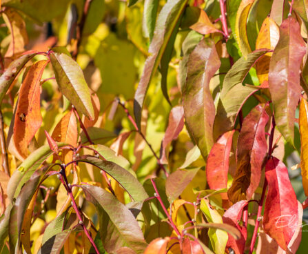 Prunus persica virsikupuu