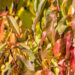 Prunus persica virsikupuu