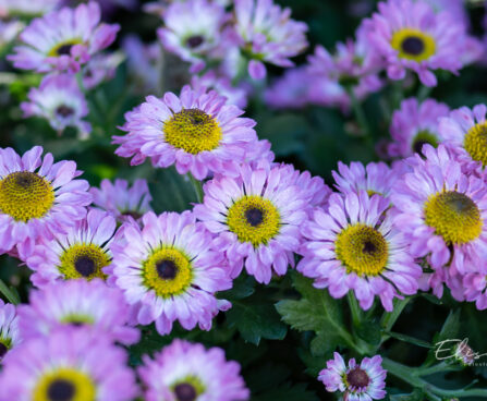 Chrysanthemum krüsanteem `Ying Yang`